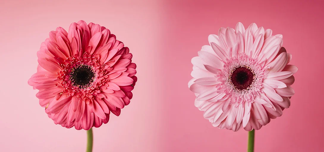 Qual a Melhor Flor para Enviar como Mensagem de Conforto em um Momento de Luto