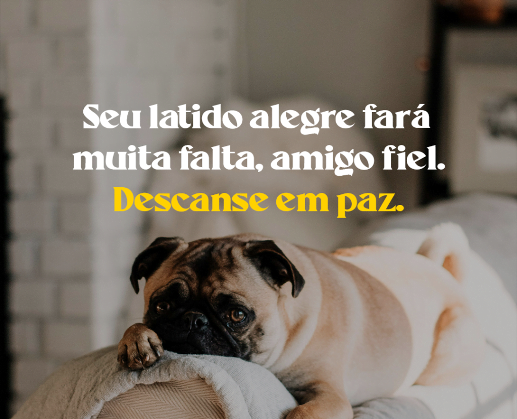 Seu latido alegre fará muita falta, amigo fiel