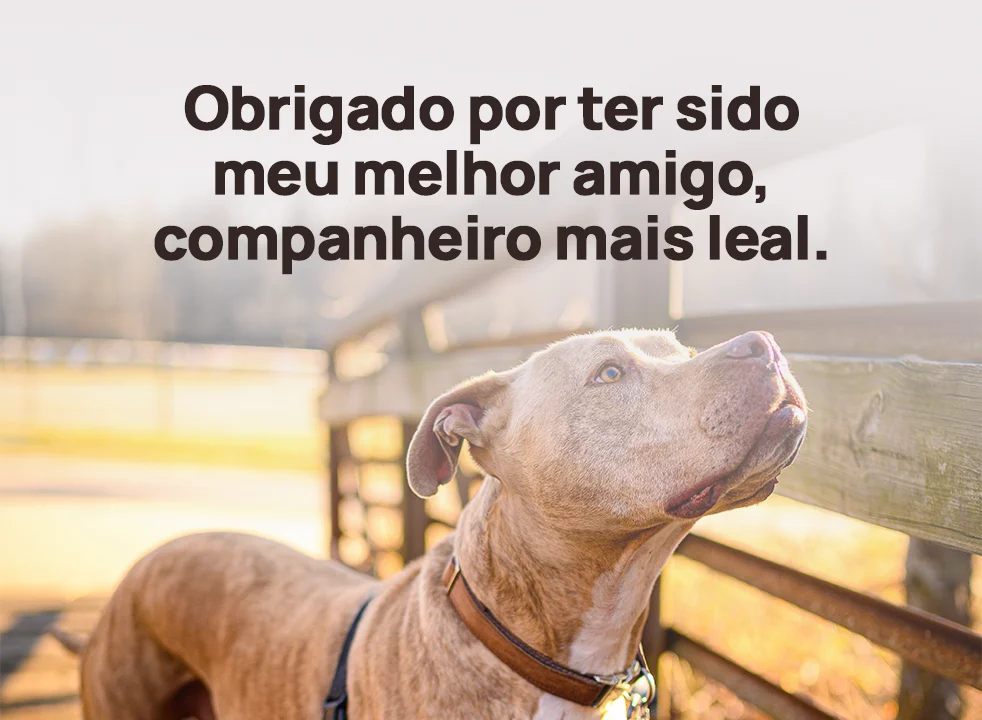 Obrigado por ter sido meu melhor amigo, companheiro mais leal