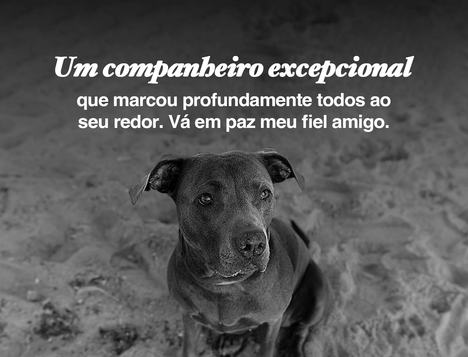 Um companheiro excepcional que marcou profundamente todos ao seu redor. Vá em paz meu fiel amigo