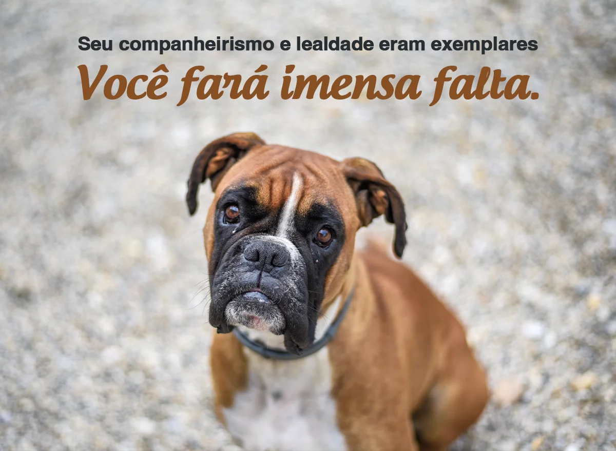 Seu companheirismo e lealdade eram exemplares. Você fará imensa falta