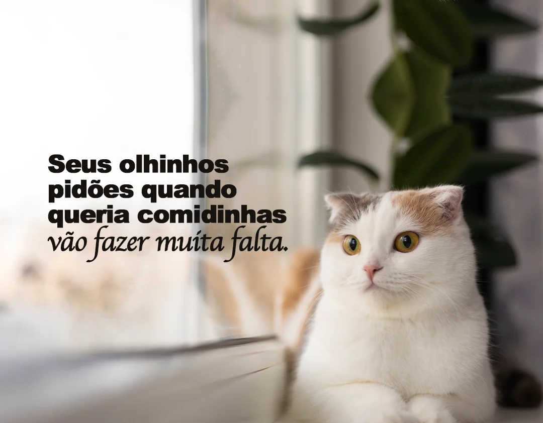 Seus olhinhos pidões quando queria comidinhas vão fazer muita falta