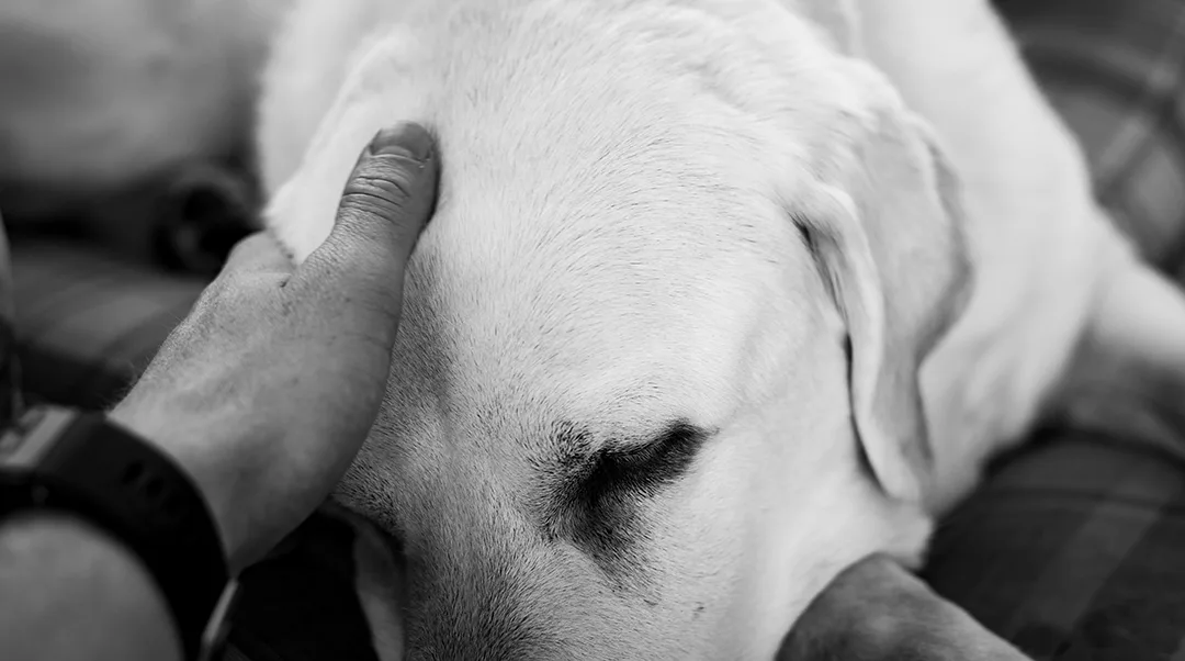 A Dor de Perder um Cachorro: Como Lidar com a Perda de um Animal