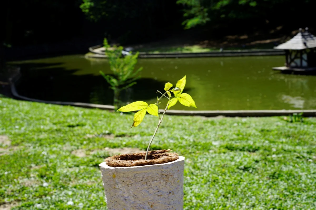 Urnas Hidro e Ecológicas: Uma Despedida Sustentável e Respeitosa com o Meio Ambiente através da Cremação