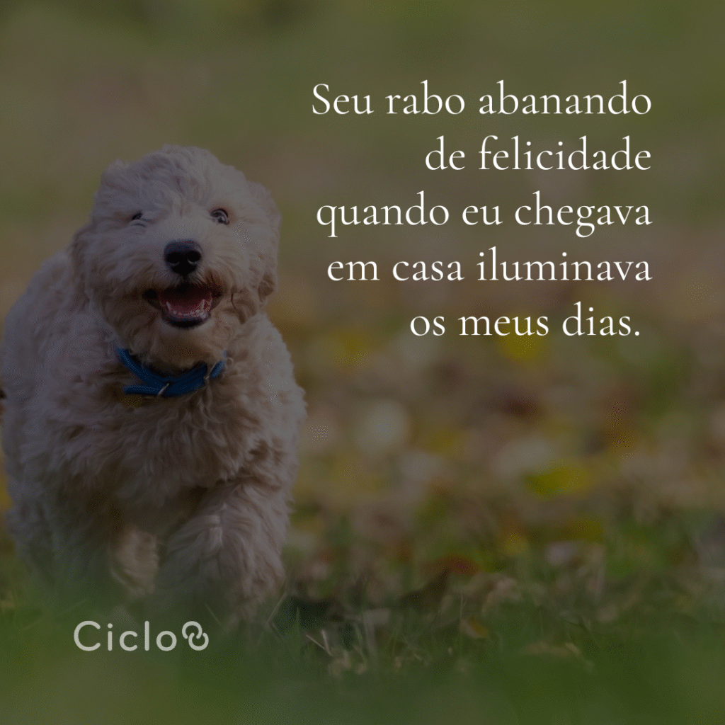 Seu rabo abanando de felicidade quando eu chegava em casa iluminava os meus dias