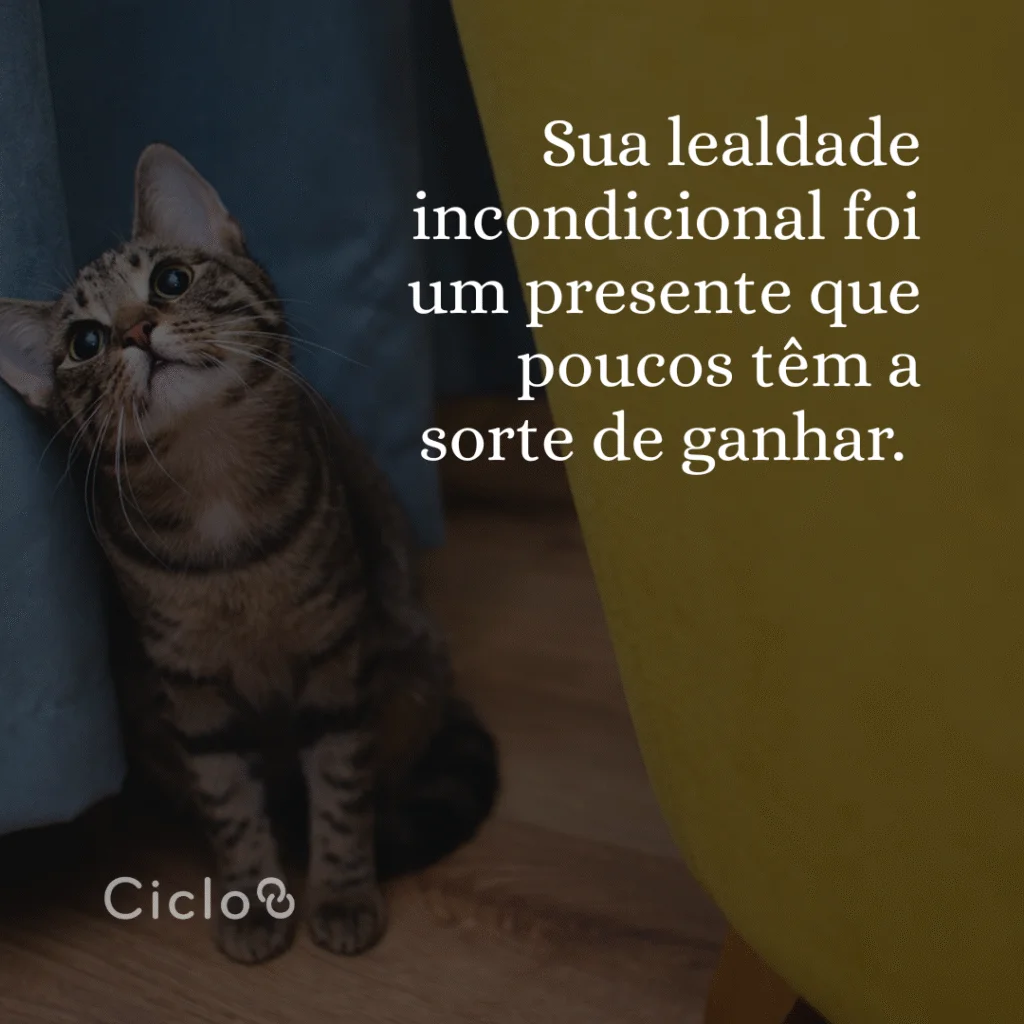Sua lealdade incondicional foi um presente que poucos têm a sorte de ganhar