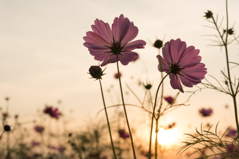 Flores de cosmos rosa em um campo com o pôr do sol ao fundo.